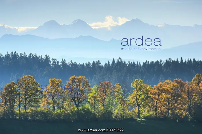 : Aussicht Emmental, Eiger, Monch, Jungfrau, Bern, Schweiz : Aussicht Emmental, Eiger, Monch, Jungfrau, Bern, Schweiz