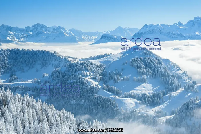: Aussicht von der Rigi mit Nebelmeer sowie frisch : Aussicht von der Rigi mit Nebelmeer sowie frisch