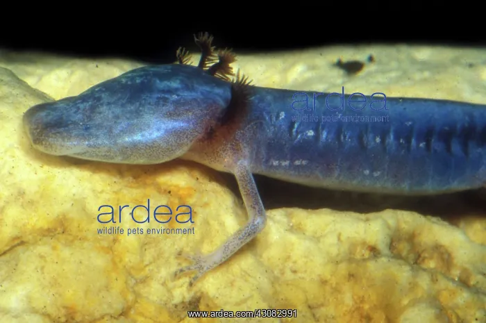 : Austin Blind Salamander : Austin Blind Salamander