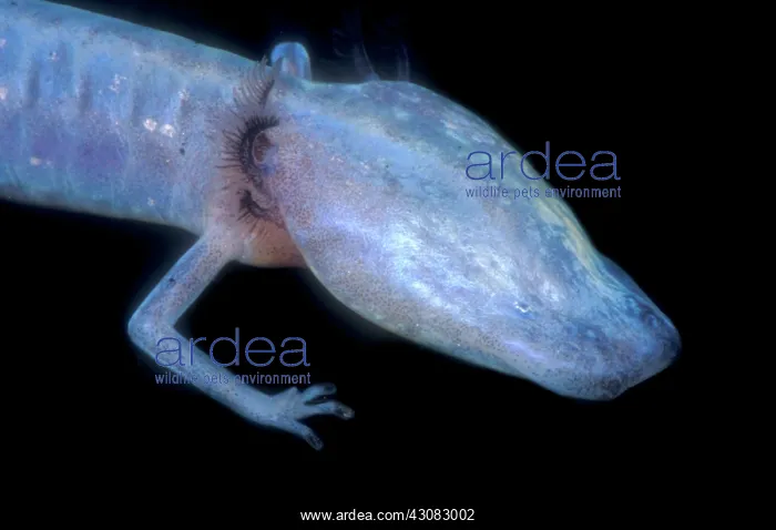 : Austin Blind Salamander : Austin Blind Salamander