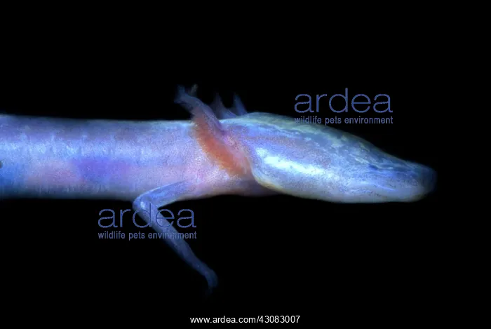 : Austin Blind Salamander : Austin Blind Salamander