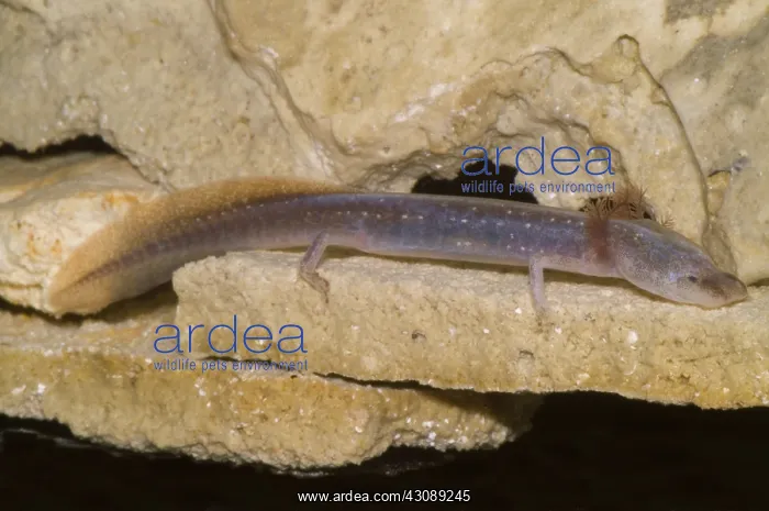 : Austin Blind Salamander : Austin Blind Salamander
