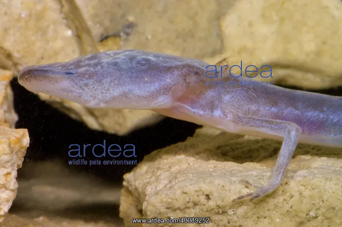 : Austin Blind Salamander : Austin Blind Salamander