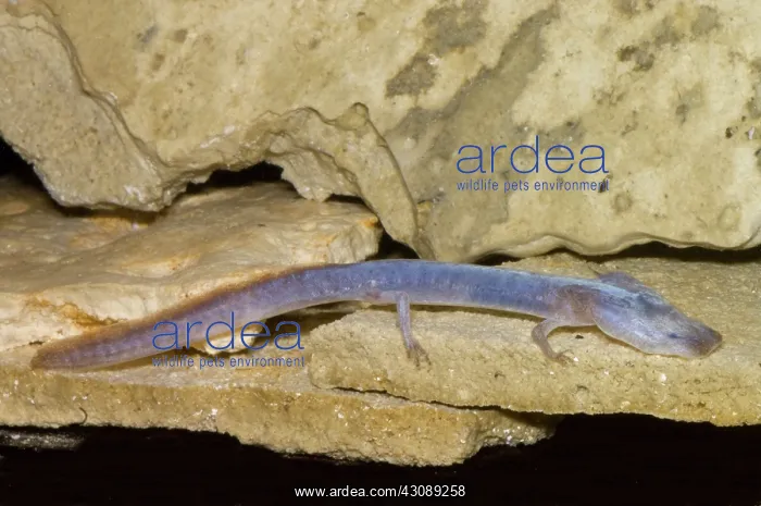 : Austin Blind Salamander : Austin Blind Salamander