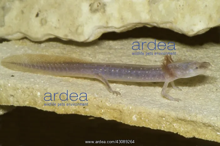 : Austin Blind Salamander : Austin Blind Salamander