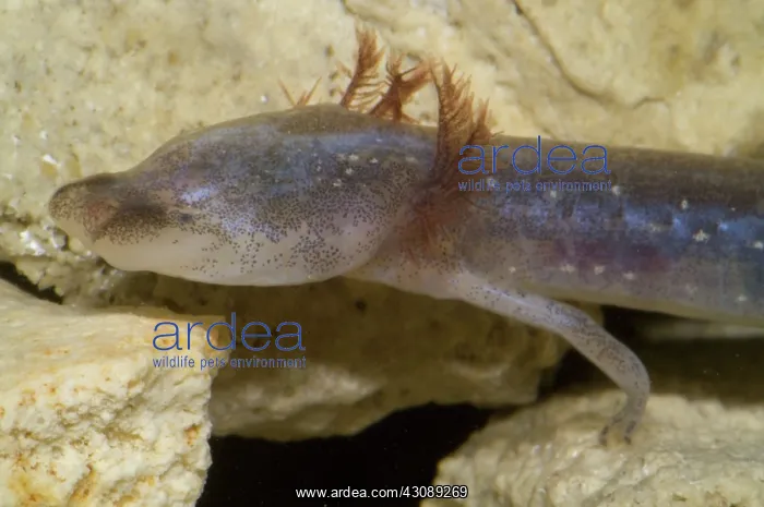 : Austin Blind Salamander : Austin Blind Salamander