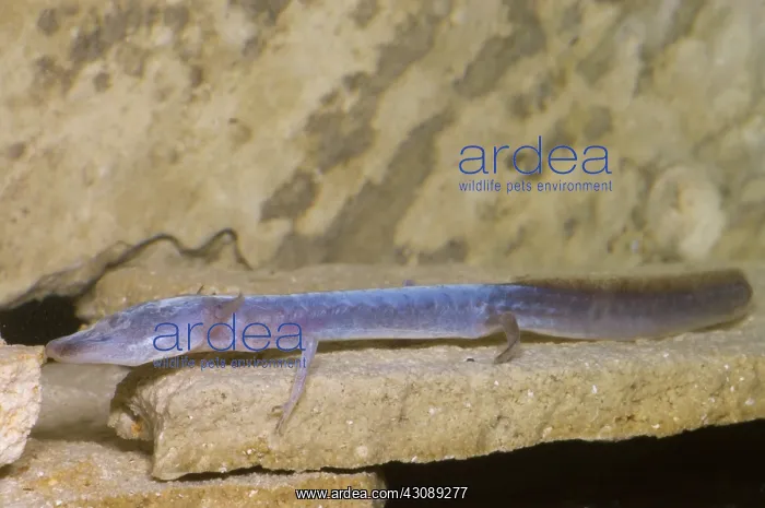 : Austin Blind Salamander : Austin Blind Salamander