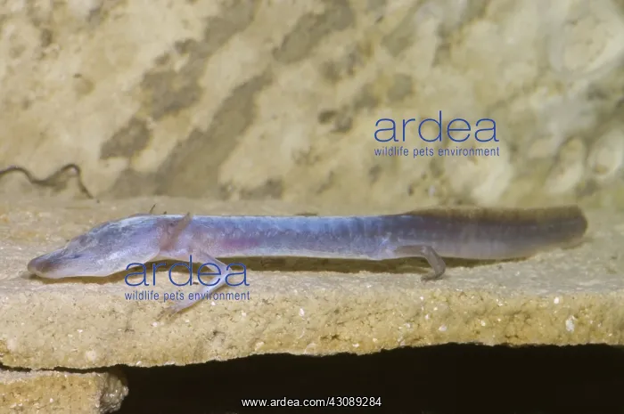 : Austin Blind Salamander : Austin Blind Salamander