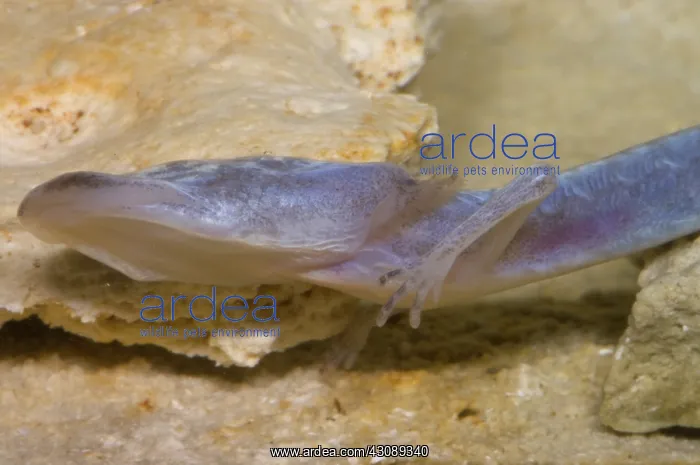  : Austin Blind Salamander