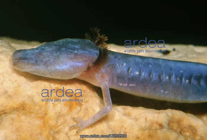 : Austin Blind Salamander : Austin Blind Salamander