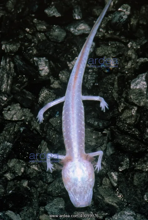 : Austin Blind Salamander : Austin Blind Salamander