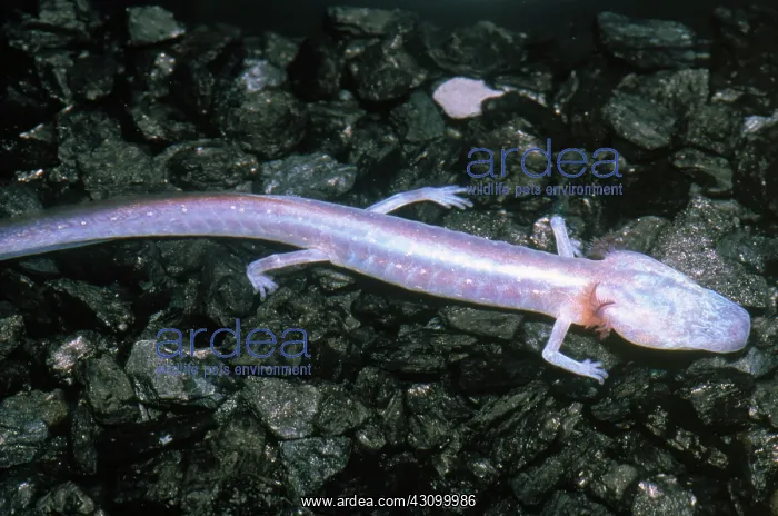 : Austin Blind Salamander : Austin Blind Salamander