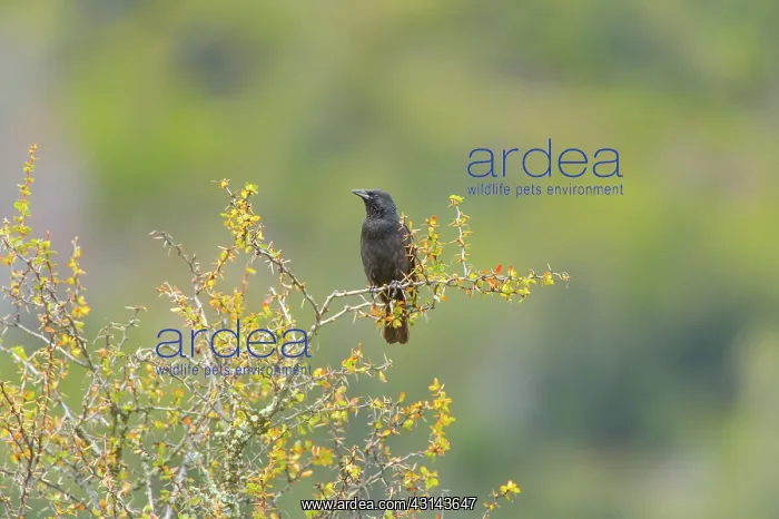 : Austral Blackbird : Austral Blackbird