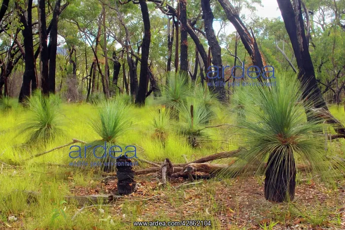 : Austral Grass Trees - newly sprouting Grass Trees : Austral Grass Trees - newly sprouting Grass Trees