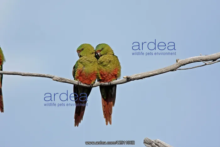 : Austral Parakeet / Austral Conure / Emerald Parakeet : Austral Parakeet / Austral Conure / Emerald Parakeet
