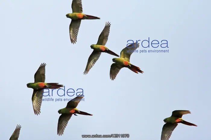 : Austral Parakeet / Austral Conure / Emerald Parakeet : Austral Parakeet / Austral Conure / Emerald Parakeet