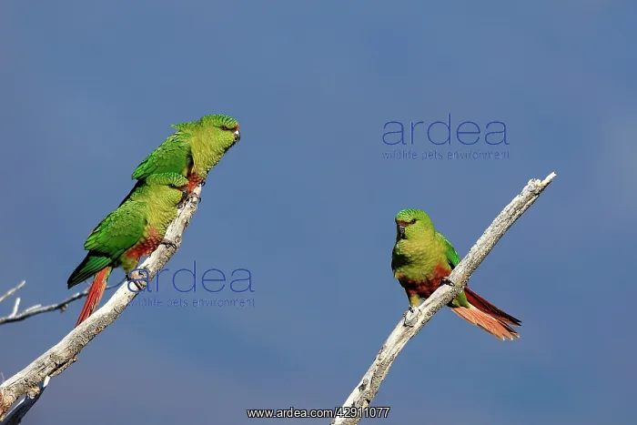 : Austral Parakeet / Austral Conure / Emerald Parakeet : Austral Parakeet / Austral Conure / Emerald Parakeet