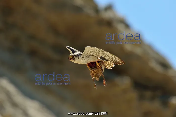 : Austral Peregrine Falcon : Austral Peregrine Falcon
