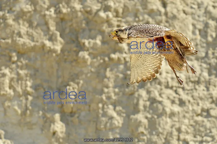 : Austral Peregrine Falcon : Austral Peregrine Falcon
