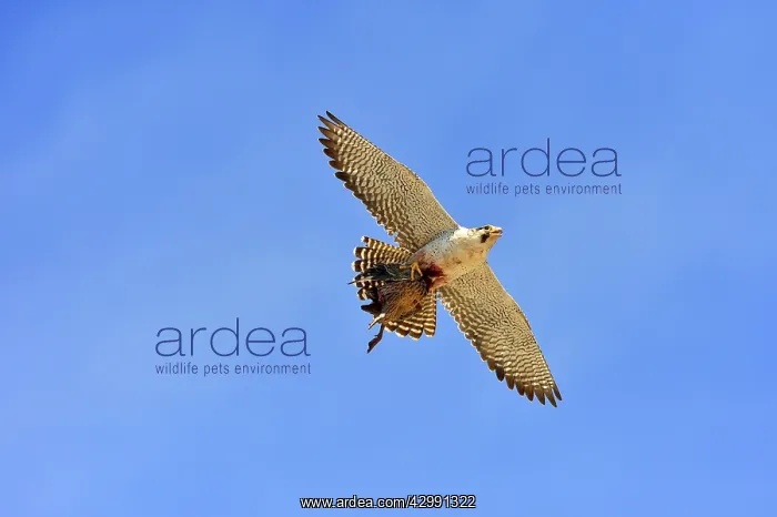 : Austral Peregrine Falcon : Austral Peregrine Falcon