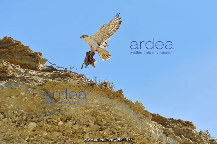 : Austral Peregrine Falcon : Austral Peregrine Falcon