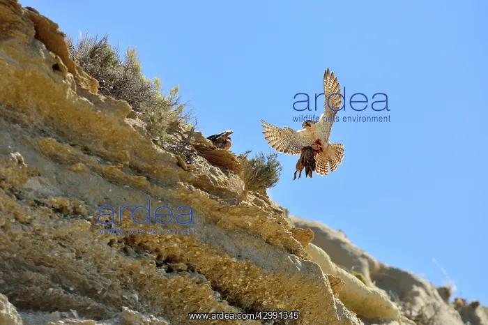 : Austral Peregrine Falcon : Austral Peregrine Falcon