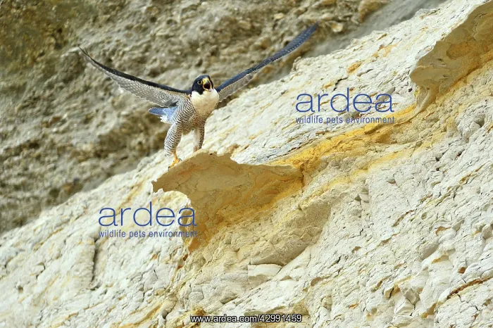 : Austral Peregrine Falcon : Austral Peregrine Falcon