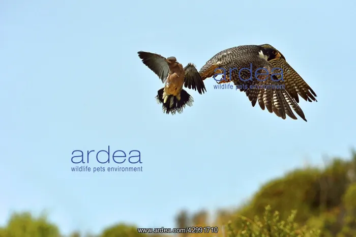 : Austral Peregrine Falcon : Austral Peregrine Falcon