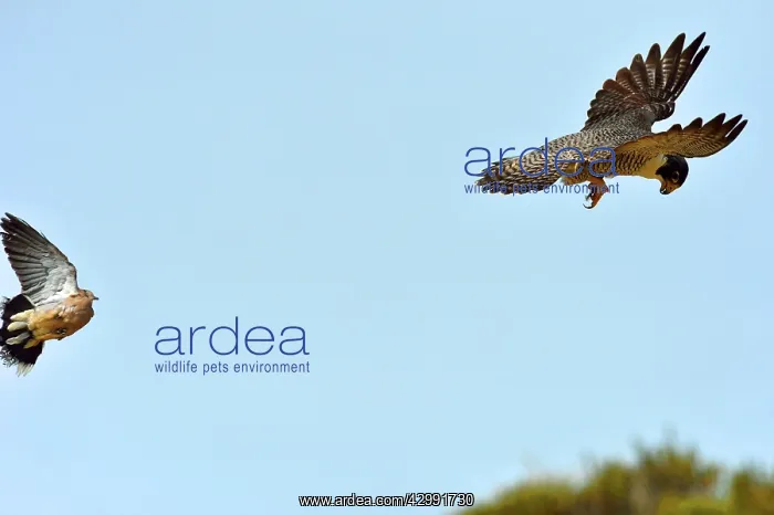 : Austral Peregrine Falcon : Austral Peregrine Falcon