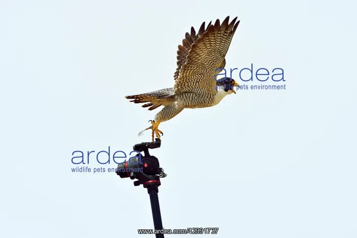 : Austral Peregrine Falcon : Austral Peregrine Falcon