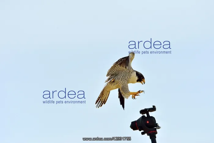 : Austral Peregrine Falcon : Austral Peregrine Falcon