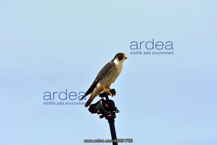 : Austral Peregrine Falcon : Austral Peregrine Falcon