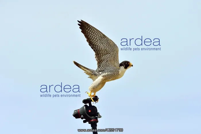 : Austral Peregrine Falcon : Austral Peregrine Falcon