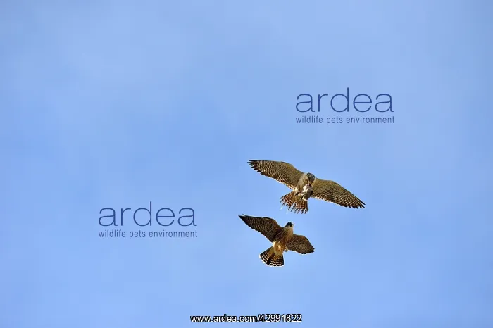 : Austral Peregrine Falcon : Austral Peregrine Falcon