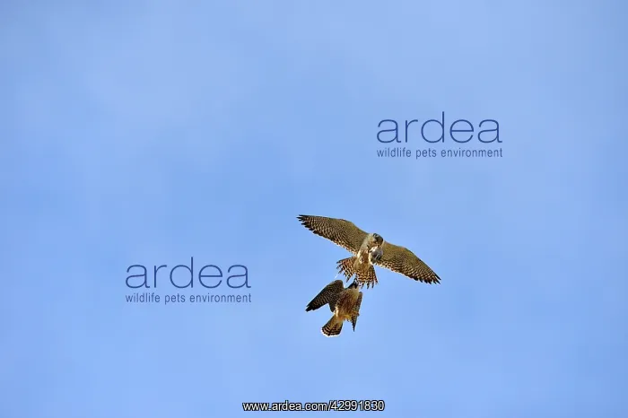 : Austral Peregrine Falcon : Austral Peregrine Falcon