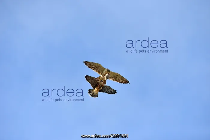 : Austral Peregrine Falcon : Austral Peregrine Falcon
