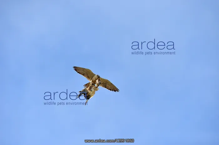: Austral Peregrine Falcon : Austral Peregrine Falcon