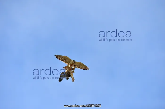 : Austral Peregrine Falcon : Austral Peregrine Falcon