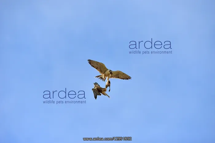 : Austral Peregrine Falcon : Austral Peregrine Falcon