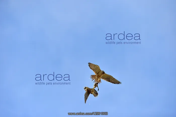 : Austral Peregrine Falcon : Austral Peregrine Falcon