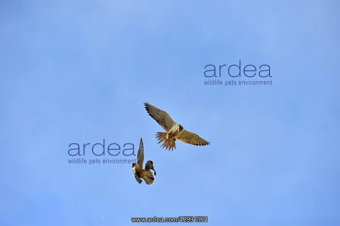 : Austral Peregrine Falcon : Austral Peregrine Falcon
