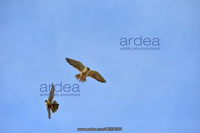 : Austral Peregrine Falcon : Austral Peregrine Falcon