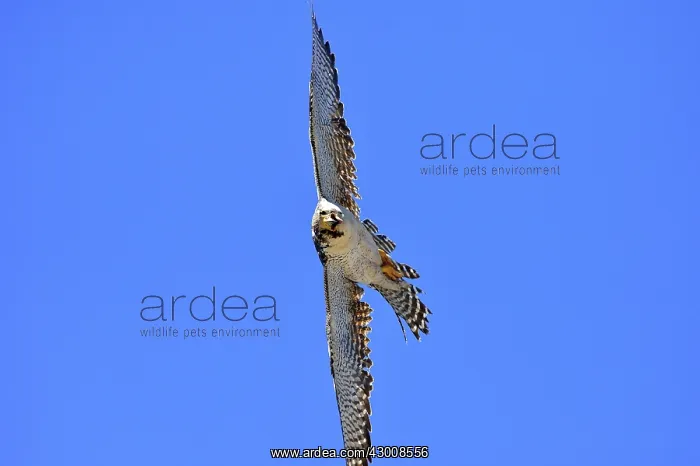 : Austral Peregrine Falcon : Austral Peregrine Falcon