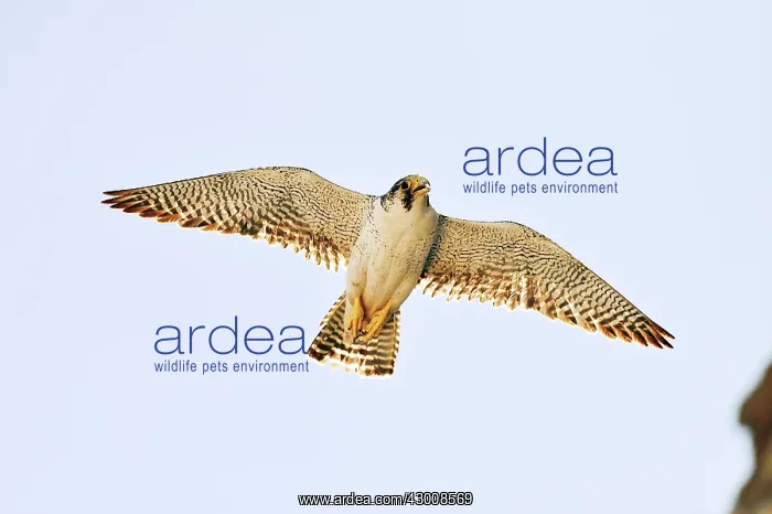 : Austral Peregrine Falcon : Austral Peregrine Falcon