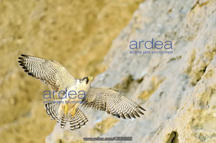 : Austral Peregrine Falcon : Austral Peregrine Falcon