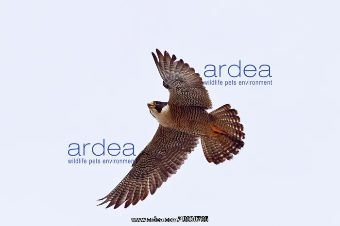 : Austral Peregrine Falcon : Austral Peregrine Falcon