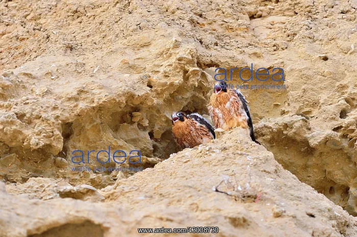 : Austral Peregrine Falcon : Austral Peregrine Falcon