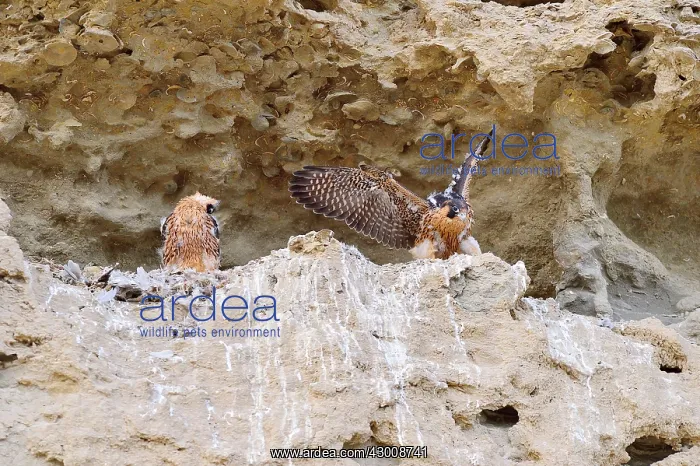: Austral Peregrine Falcon : Austral Peregrine Falcon