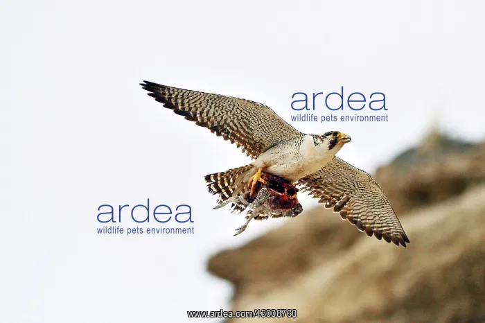 : Austral Peregrine Falcon : Austral Peregrine Falcon