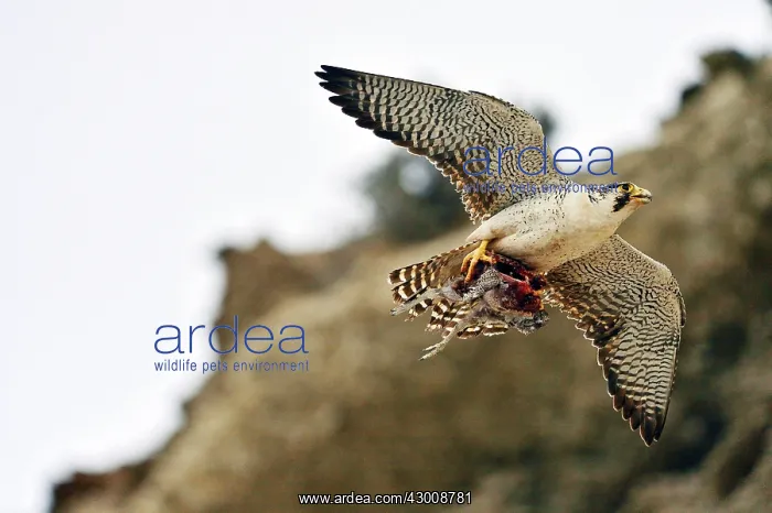 : Austral Peregrine Falcon : Austral Peregrine Falcon